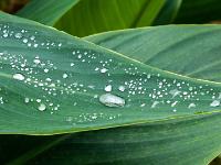 Perlende Regentropfen auf Blatt